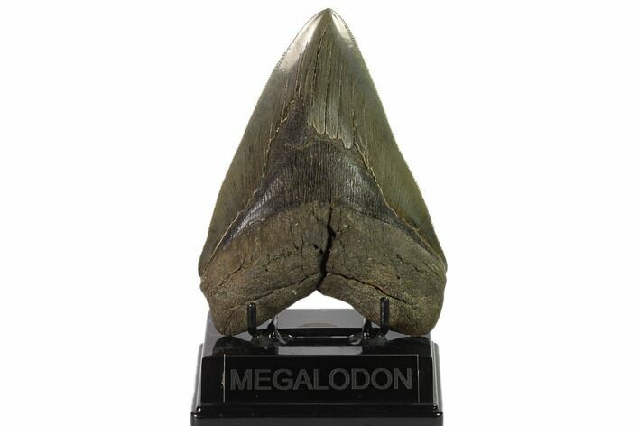 Serrated, Fossil Megalodon Tooth - Georgia #135915